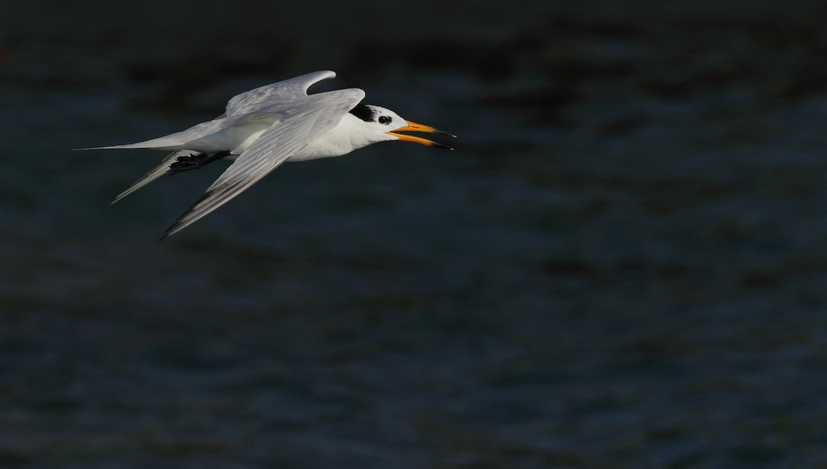 Chinese Crested Tern - ML152976691