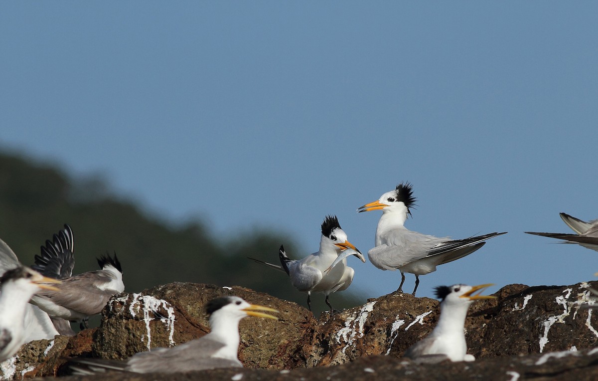 Chinese Crested Tern - ML152976711