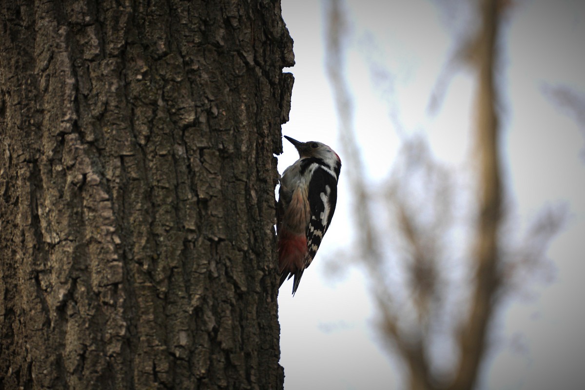 Middle Spotted Woodpecker - ML152976801