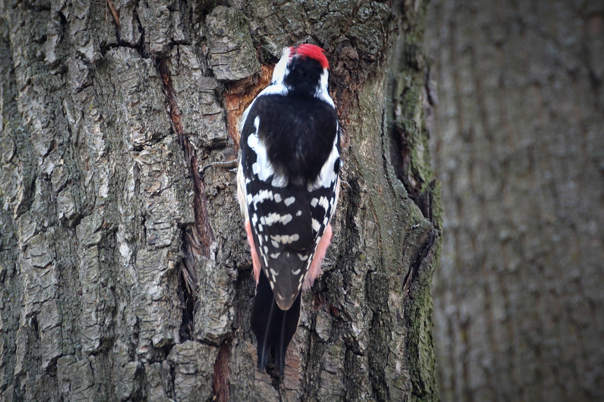 Middle Spotted Woodpecker - ML152976831