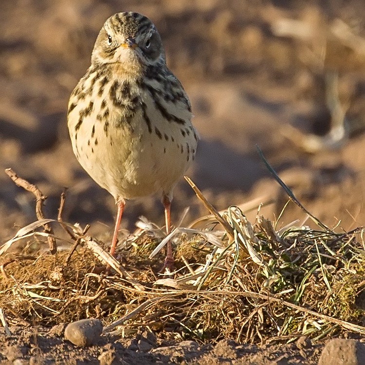 Meadow Pipit - ML152977111