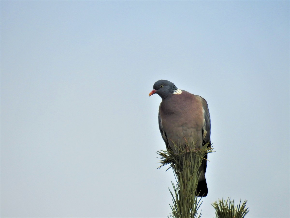 Common Wood-Pigeon - Güneş Deniz Yıldırım