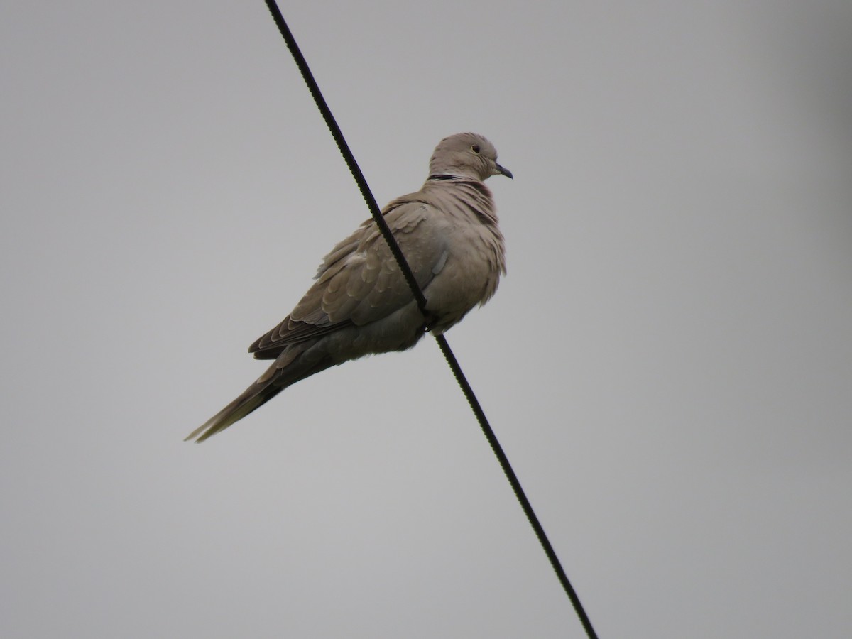 Eurasian Collared-Dove - ML152978471