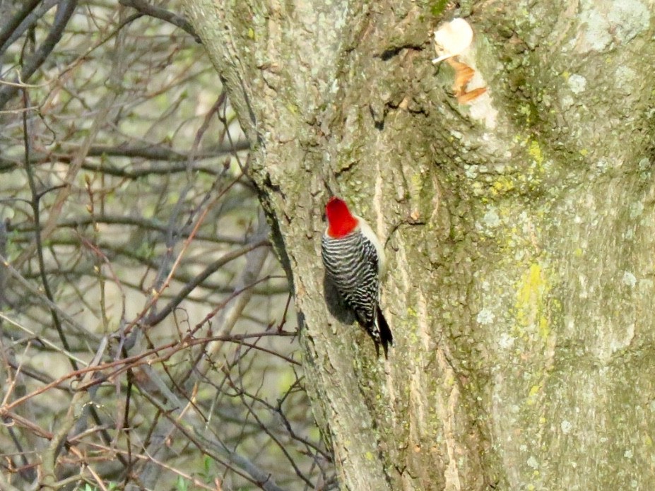Red-bellied Woodpecker - Kathleen Ashman