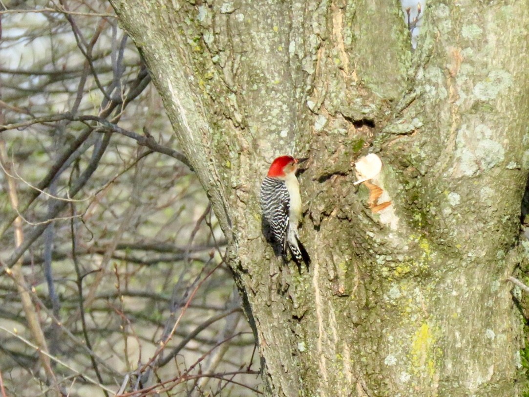 Red-bellied Woodpecker - Kathleen Ashman