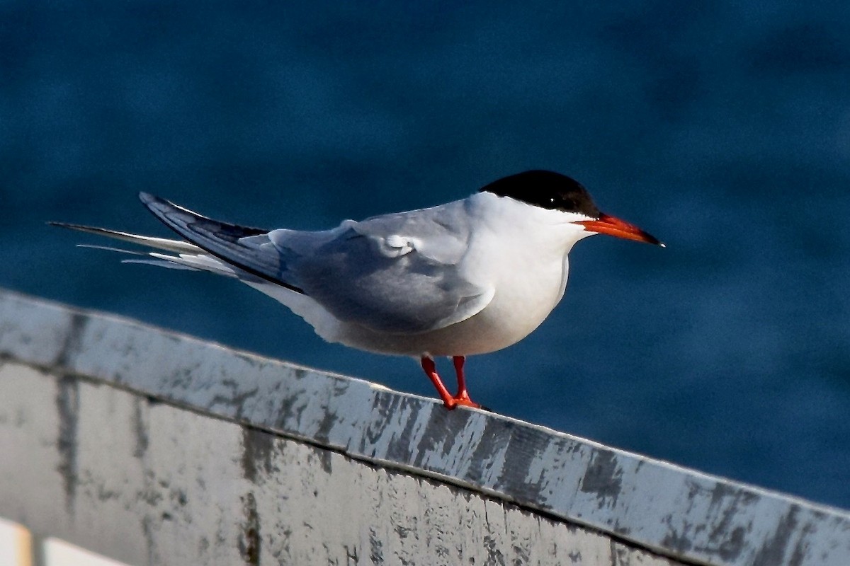 Common Tern - julie desrosiers