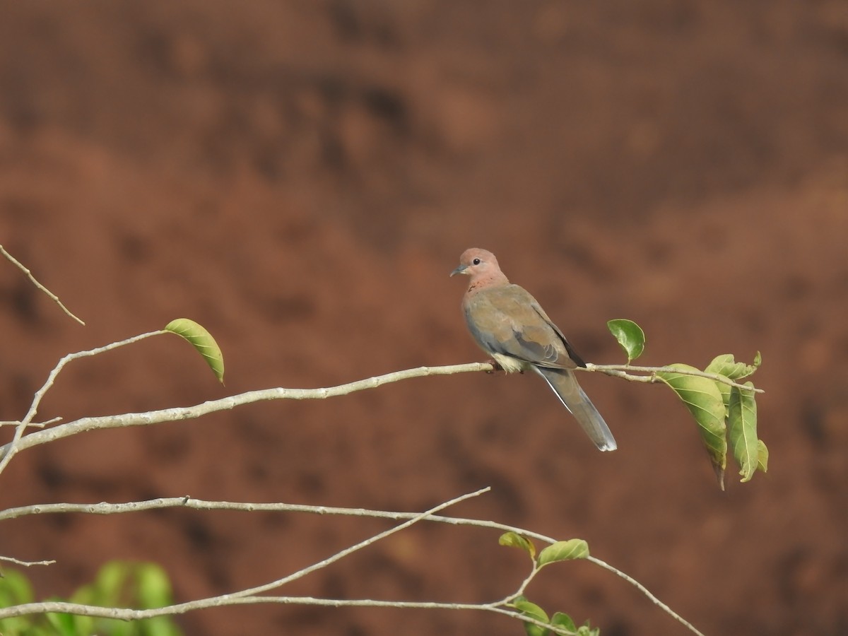 Laughing Dove - ML152980711