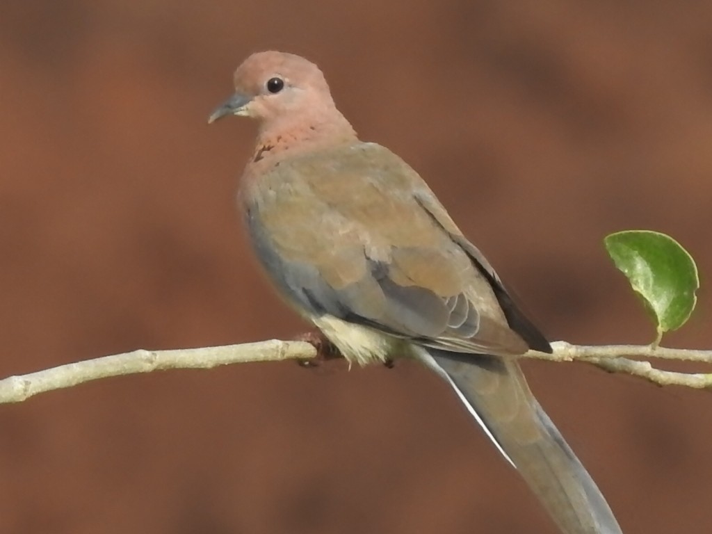 Laughing Dove - ML152980721