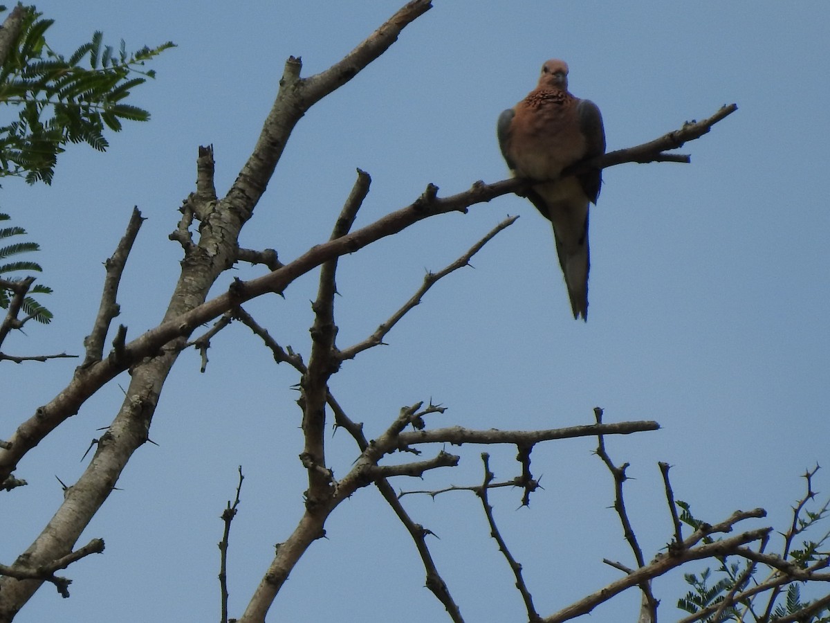Laughing Dove - ML152980731