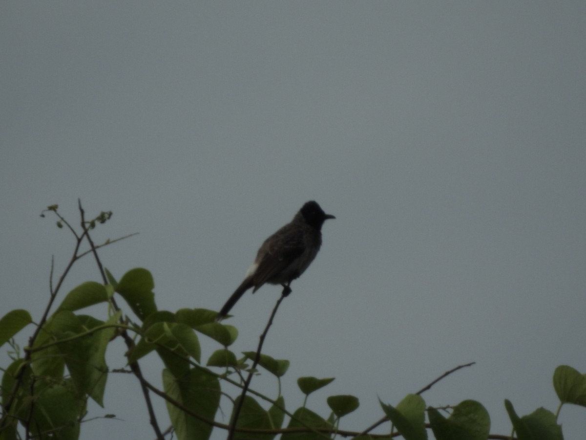 Red-vented Bulbul - ML152980971