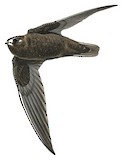 Spot-fronted Swift Illustration