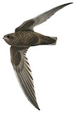 White-chinned Swift Illustration