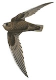 White-fronted Swift Illustration