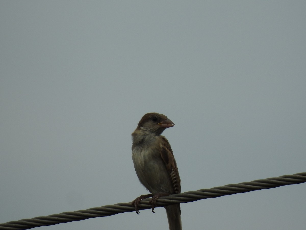 House Sparrow - ML152981281
