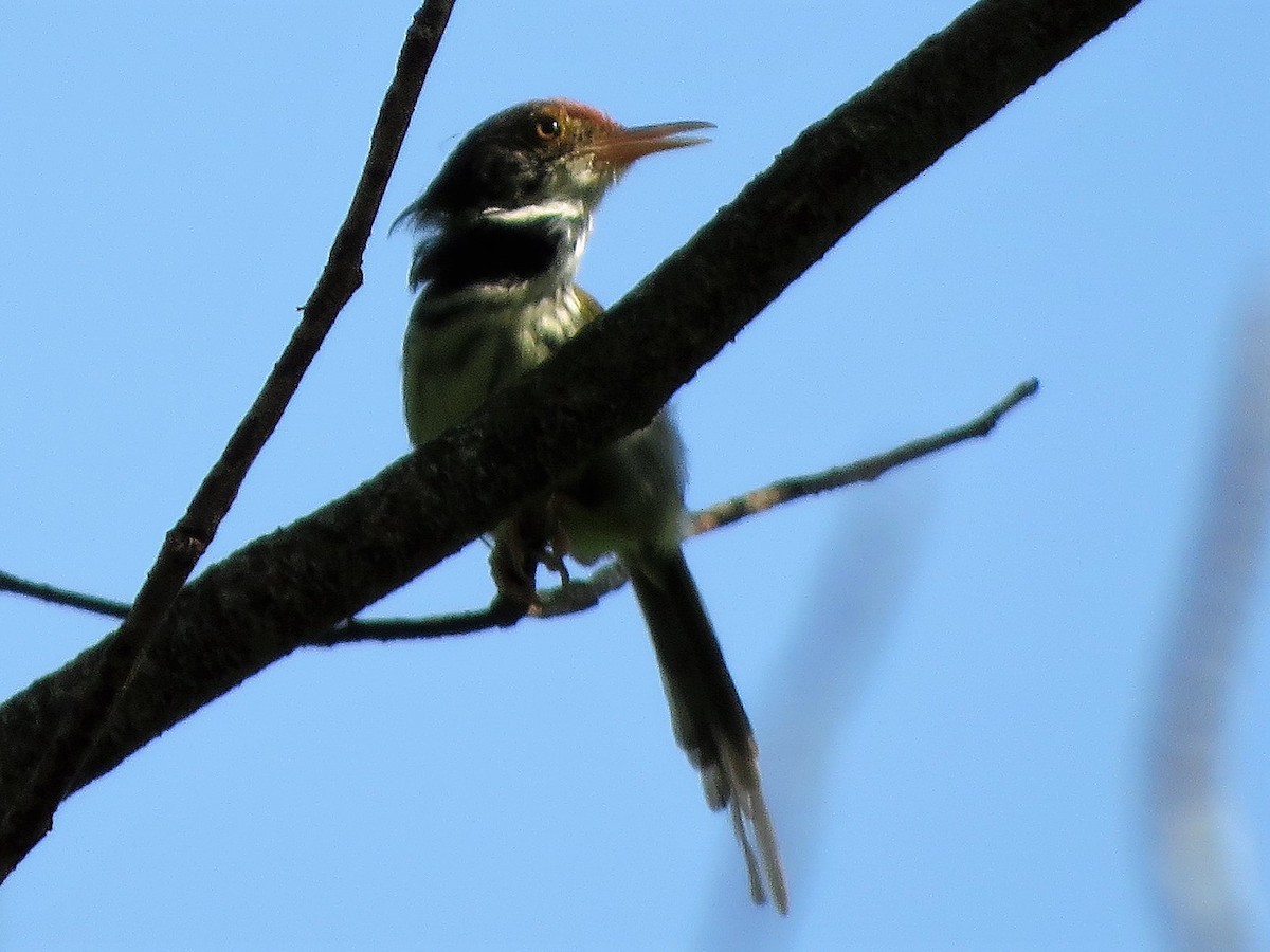 Common Tailorbird - ML152981921
