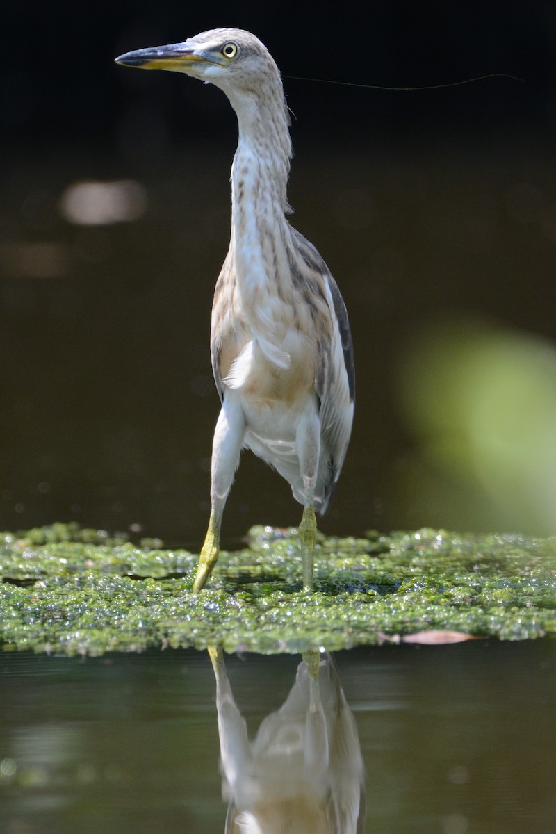 Javan Pond-Heron - Ari Noviyono