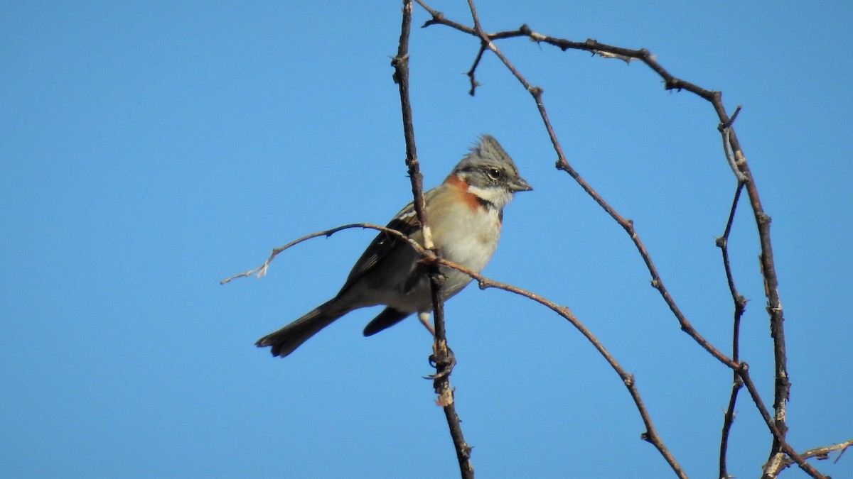 Rufous-collared Sparrow - ML152985991