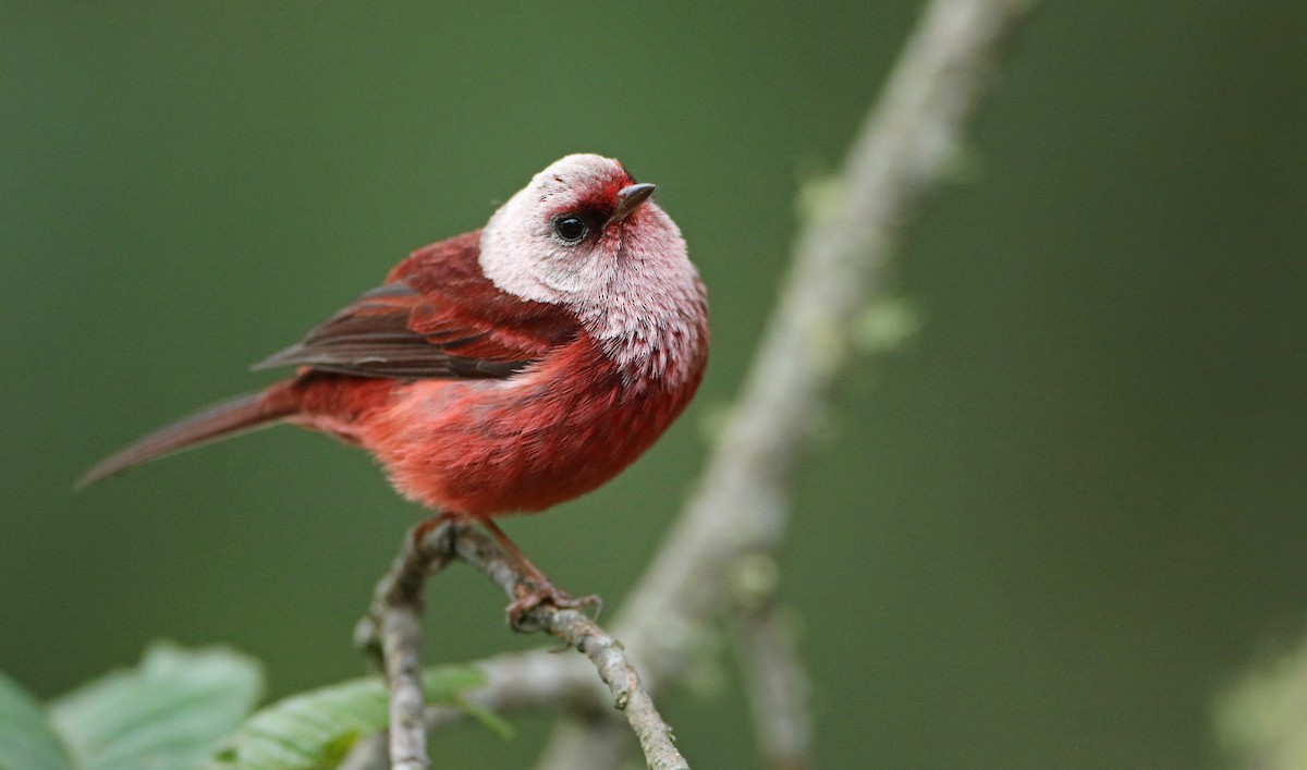 Pink-headed Warbler - ML152986351