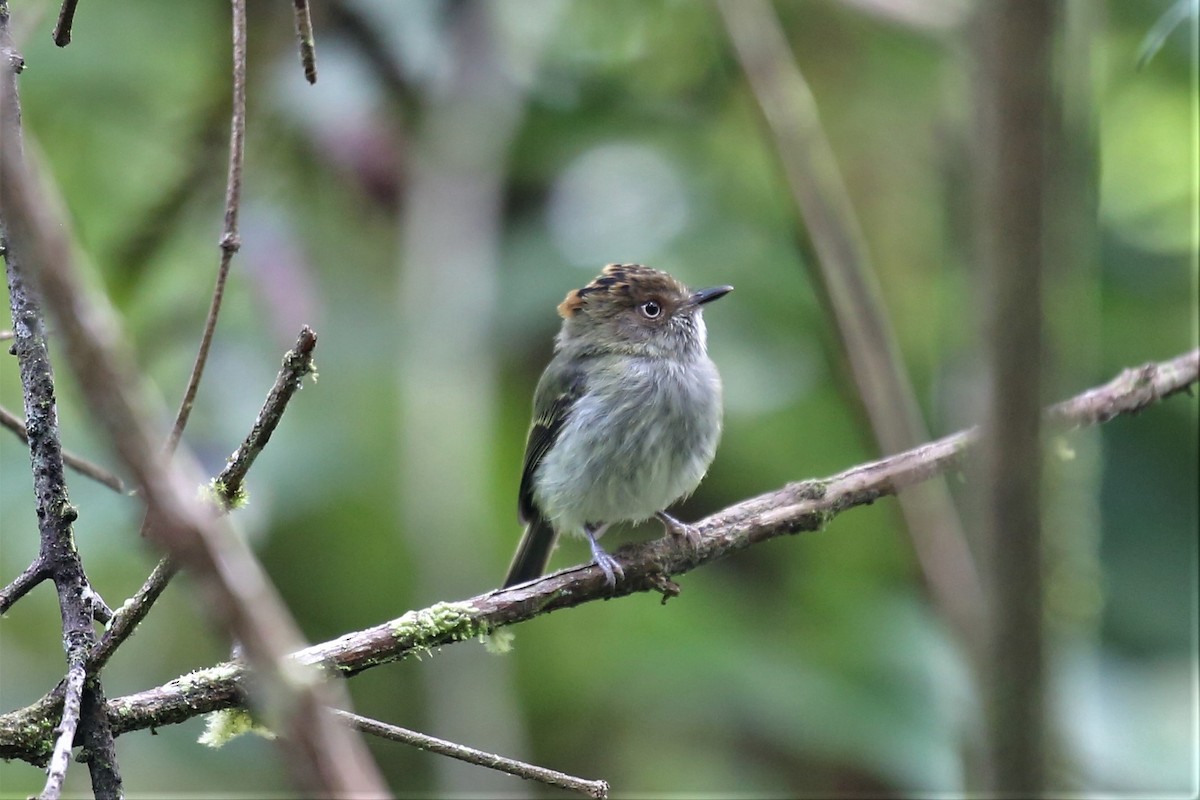 Scale-crested Pygmy-Tyrant - ML152986731