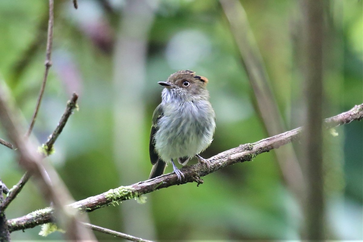 Scale-crested Pygmy-Tyrant - ML152986751