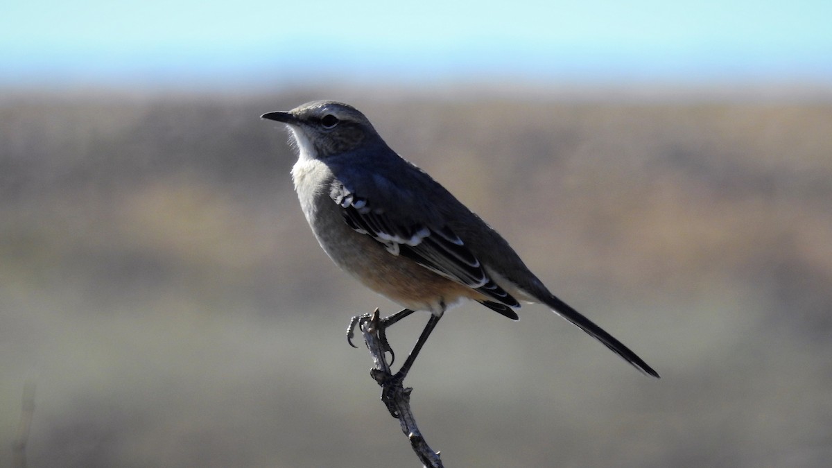 Patagonian Mockingbird - ML152987331