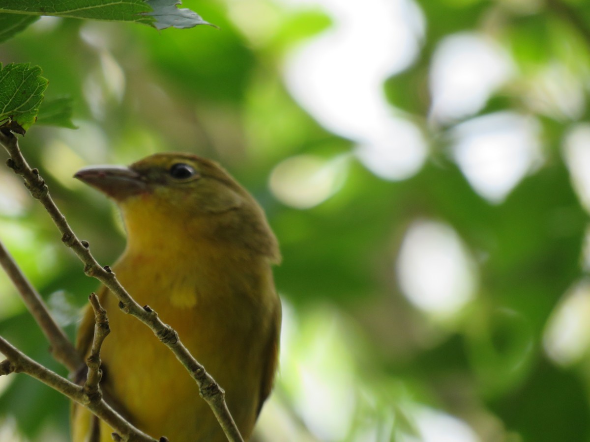 Summer Tanager - Stephanie  Wallace