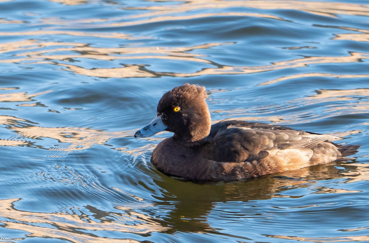 Tufted Duck - ML152988421