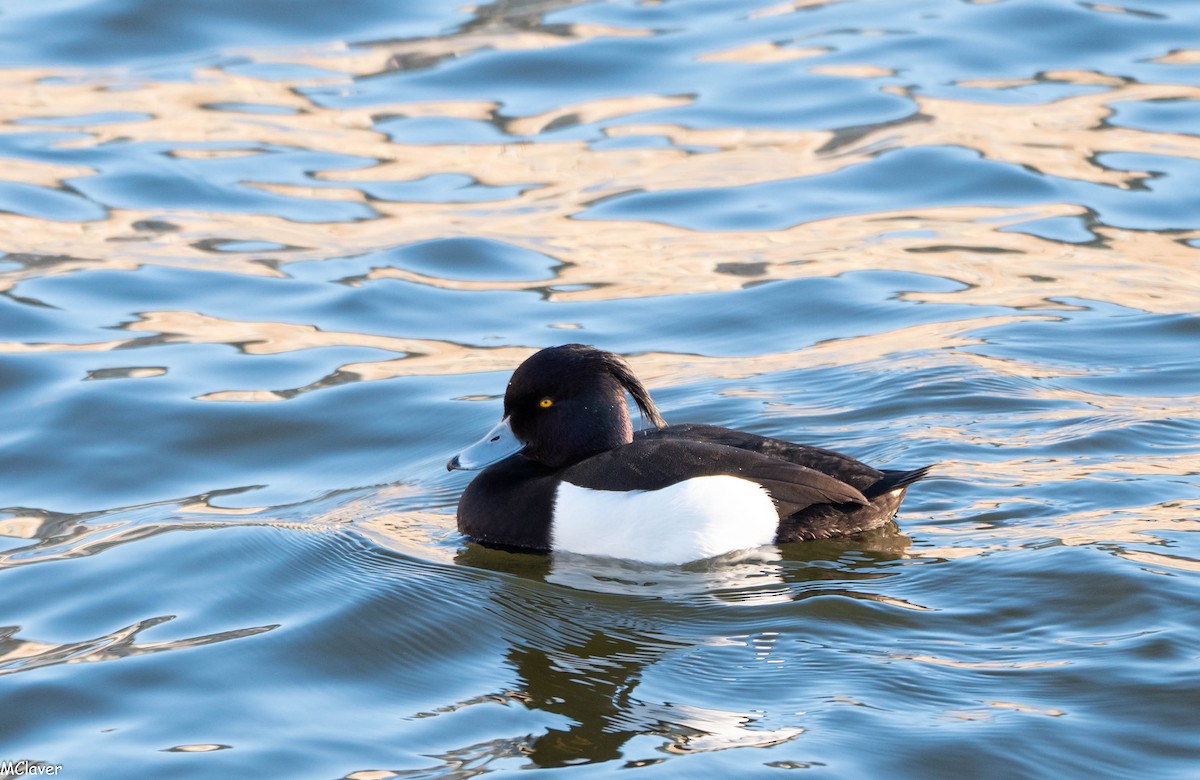 Tufted Duck - ML152988441