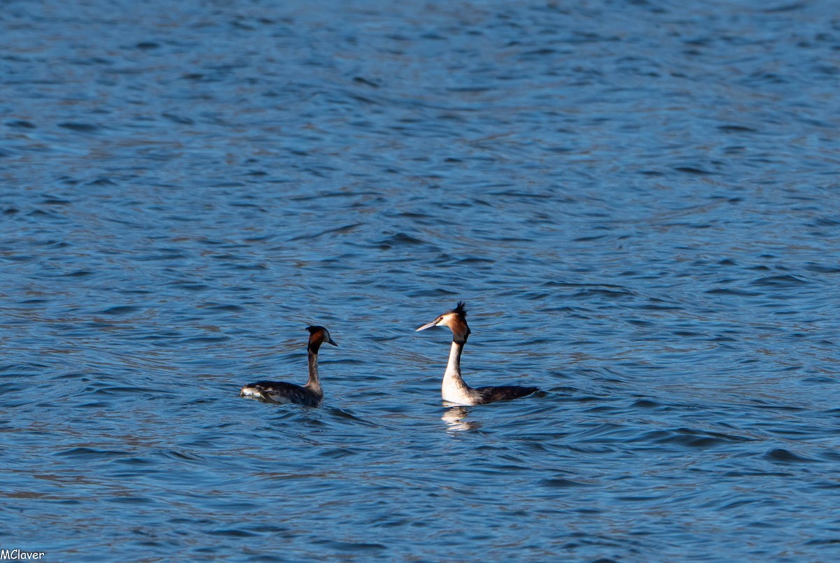 Great Crested Grebe - ML152988711