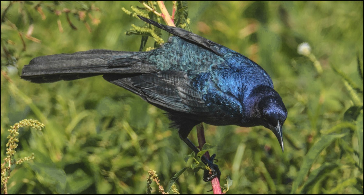 Boat-tailed Grackle - ML152989161
