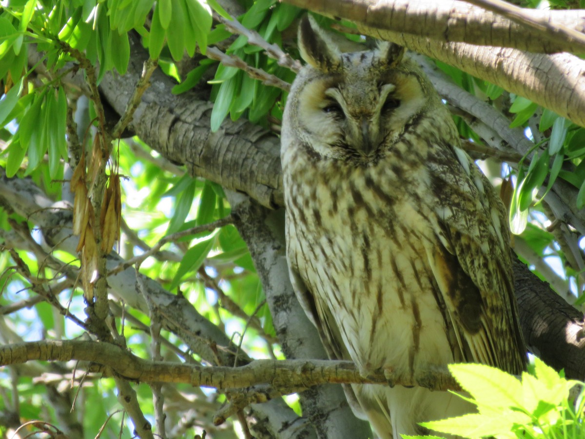Long-eared Owl - Ali Mousavi