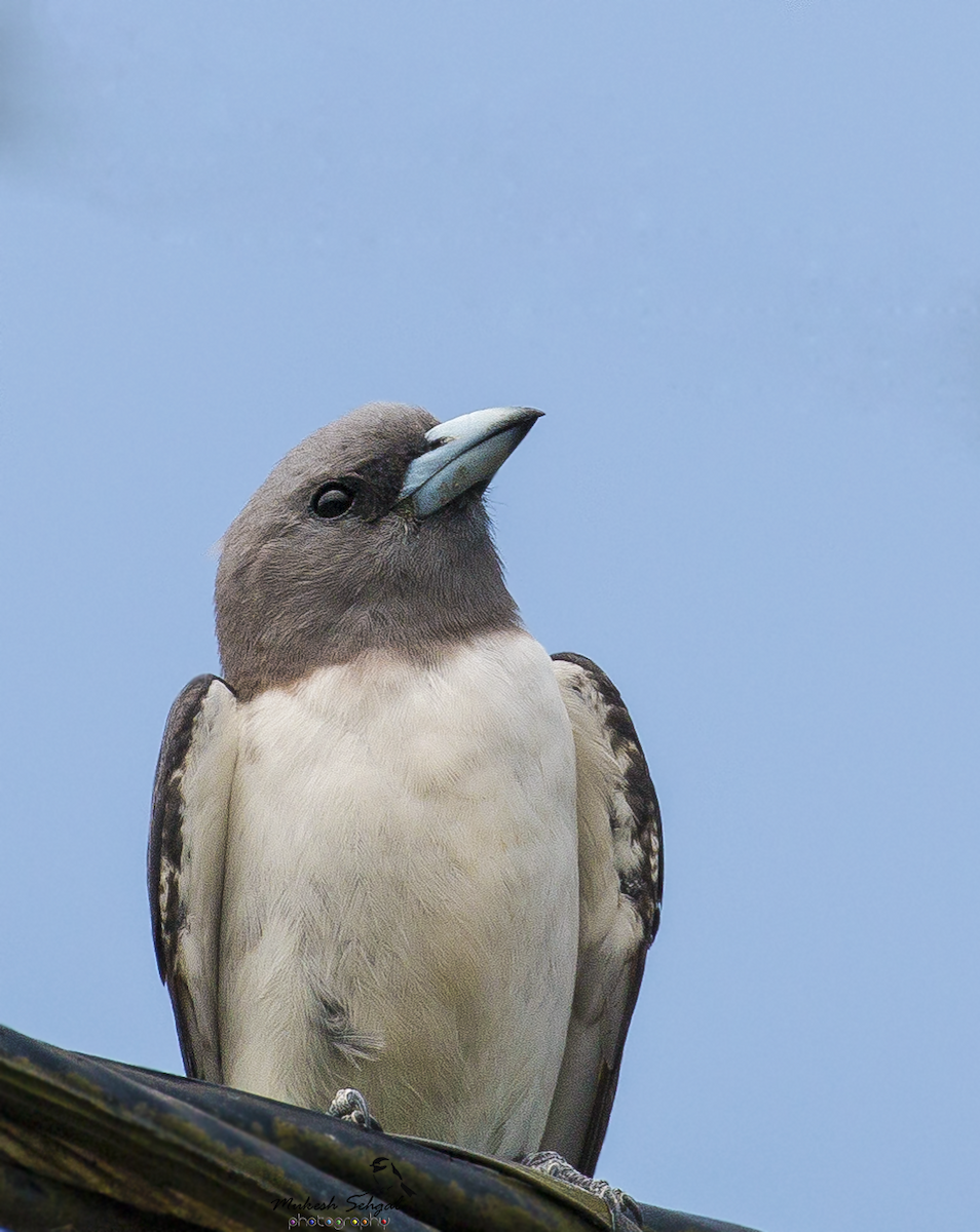 White-breasted Woodswallow - Mukesh  Sehgal