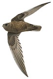 Rothschild's Swift Illustration