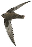 Sooty Swift Illustration