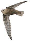 Great Dusky Swift Illustration