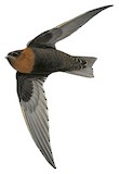 Chestnut-collared Swift Illustration