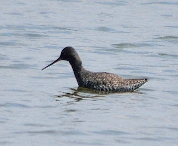 Spotted Redshank - ML152991151