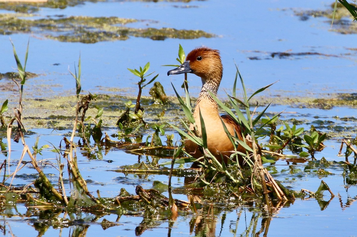 Fulvous Whistling-Duck - Holly Cox