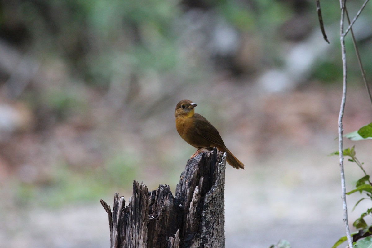 Red-throated Ant-Tanager - ML152992491