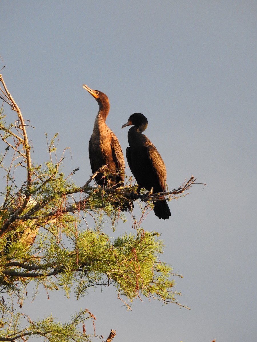 Double-crested Cormorant - Prashant A