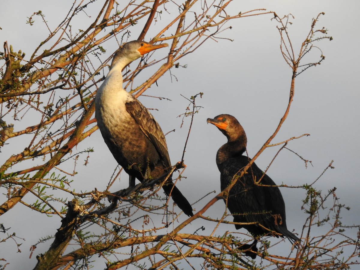 Double-crested Cormorant - Prashant A