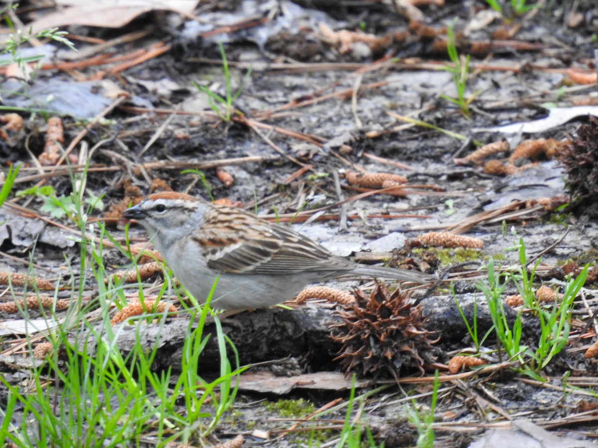 Chipping Sparrow - ML152993601