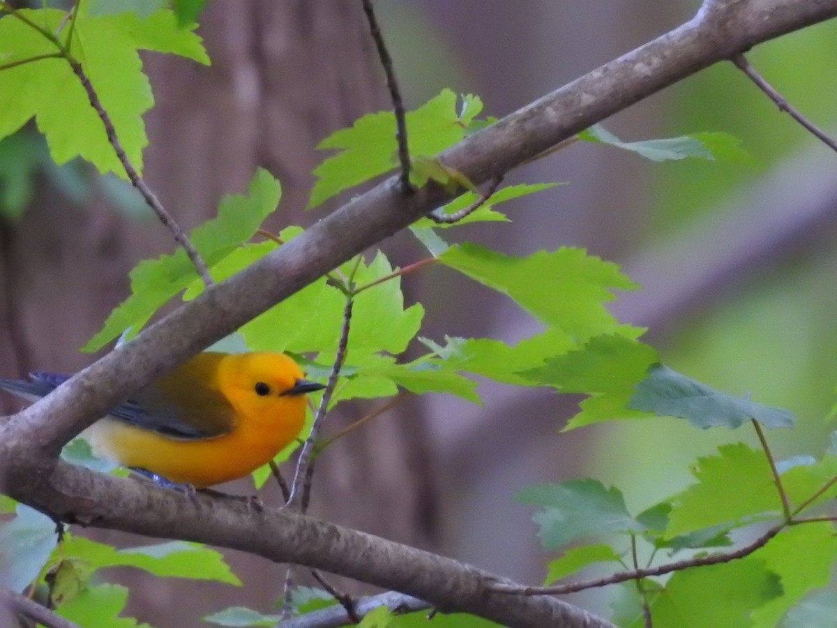 Prothonotary Warbler - ML152993651