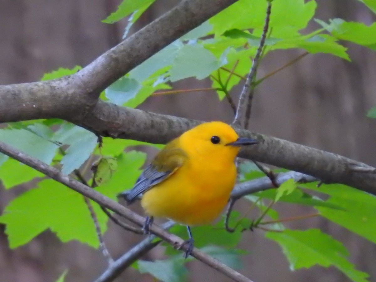 Prothonotary Warbler - ML152993661