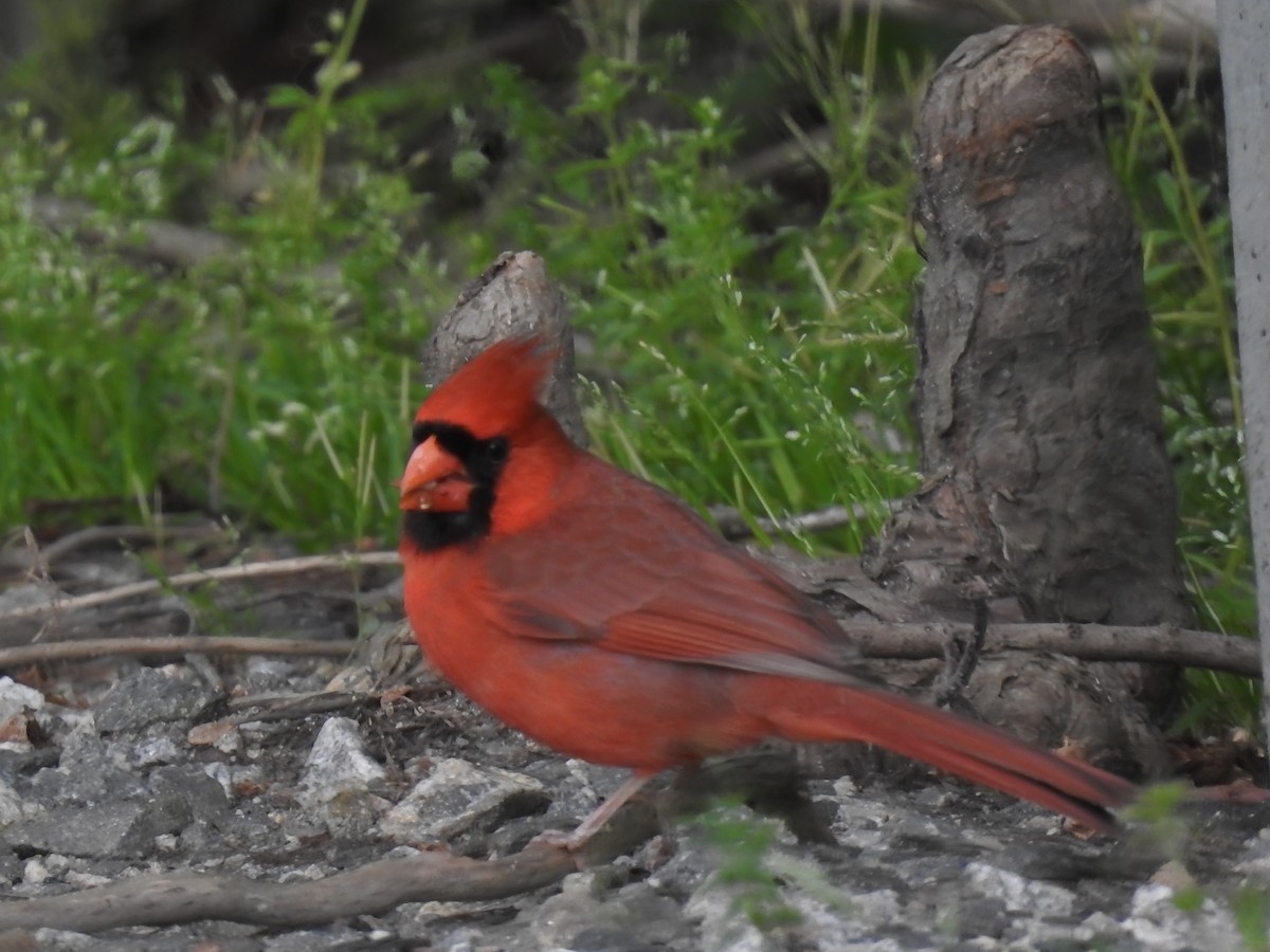 Northern Cardinal - Prashant A