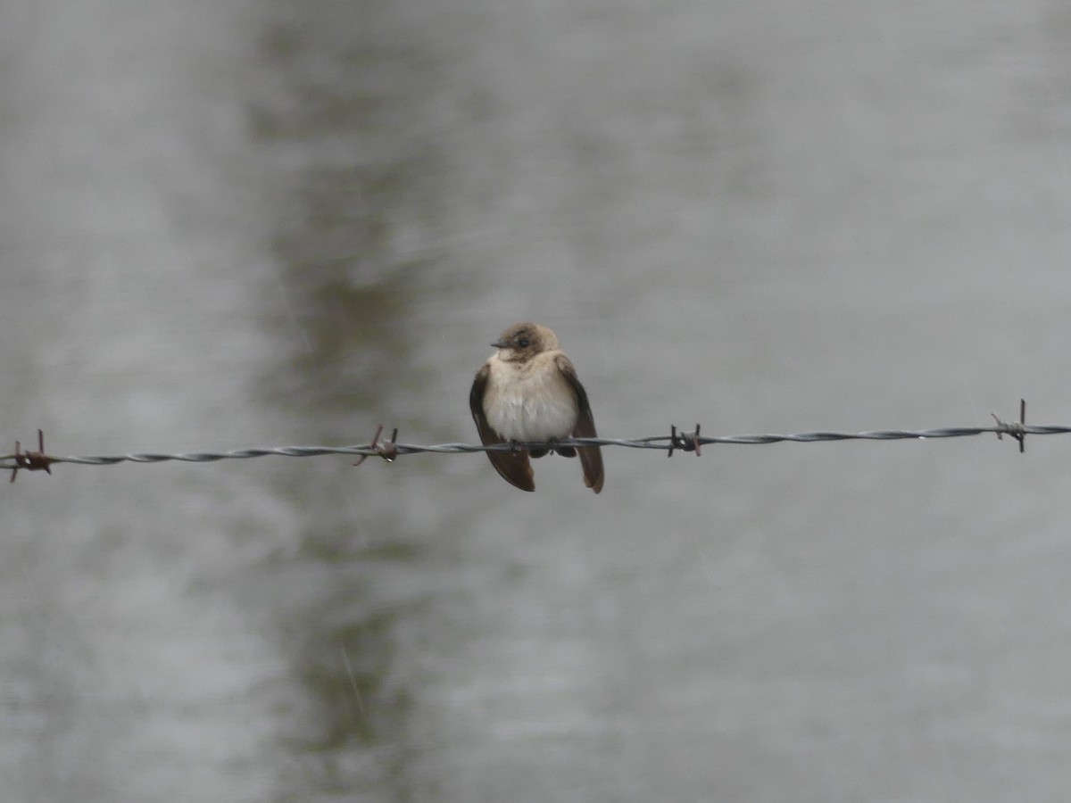 Northern Rough-winged Swallow - Ted Down
