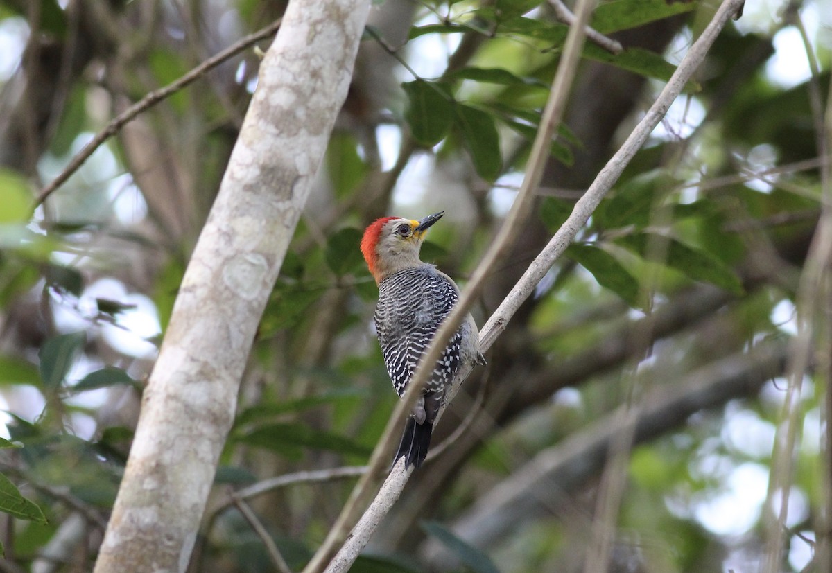Yucatan Woodpecker - ML152994581