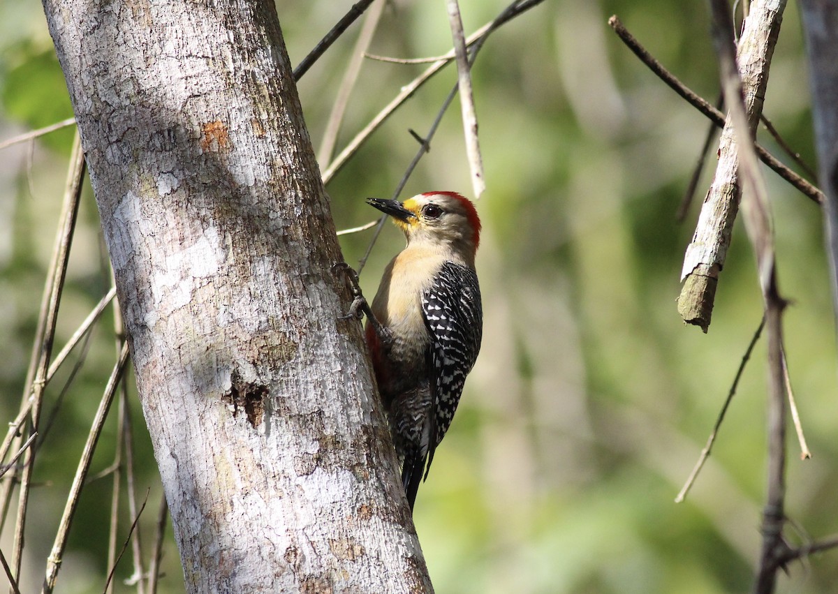 Yucatan Woodpecker - ML152994601