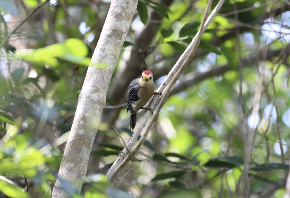 Yucatan Woodpecker - ML152994611