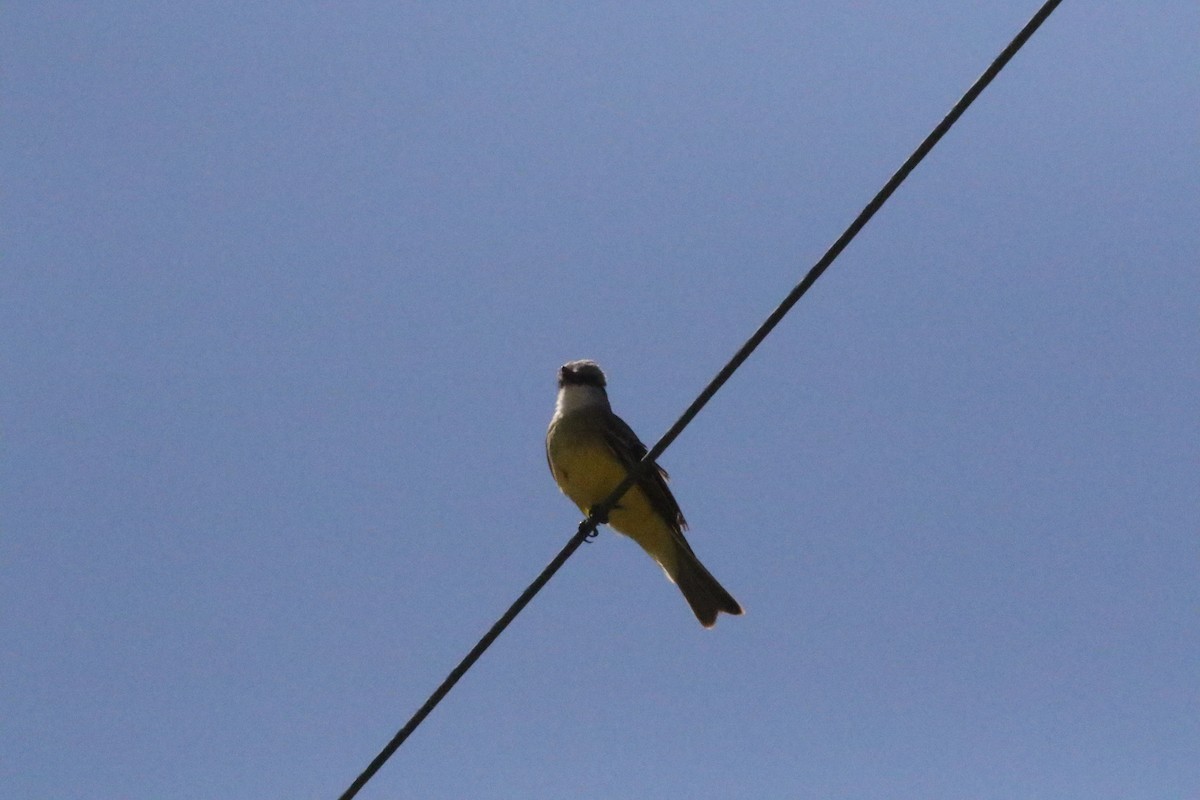 Couch's Kingbird - George Brode